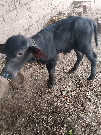 પાડો વેચવાનો છે