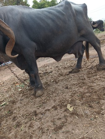 આ ભેંસ વેચવાની છે
