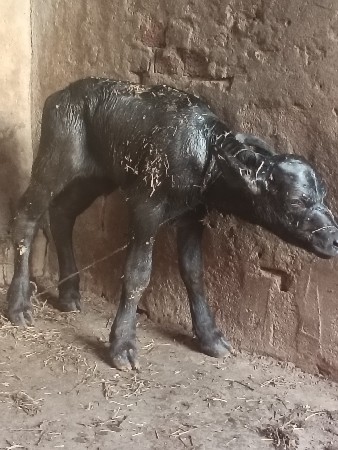 પારૂ
