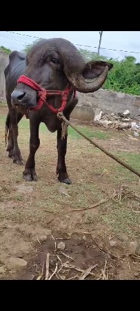 પાડોવેચવાનોછે