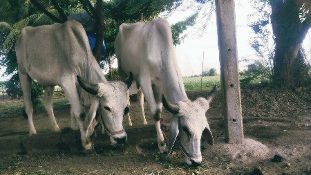 ગોધલા વેચવાના છે
