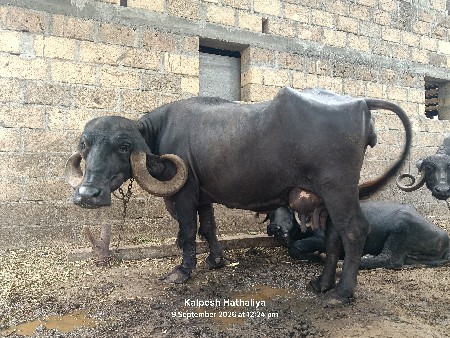 જાફરાબાદી ભેંસ વેચવાની છે