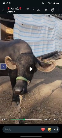 બીજા વેતર ની ભેંસ વેચવાની છે