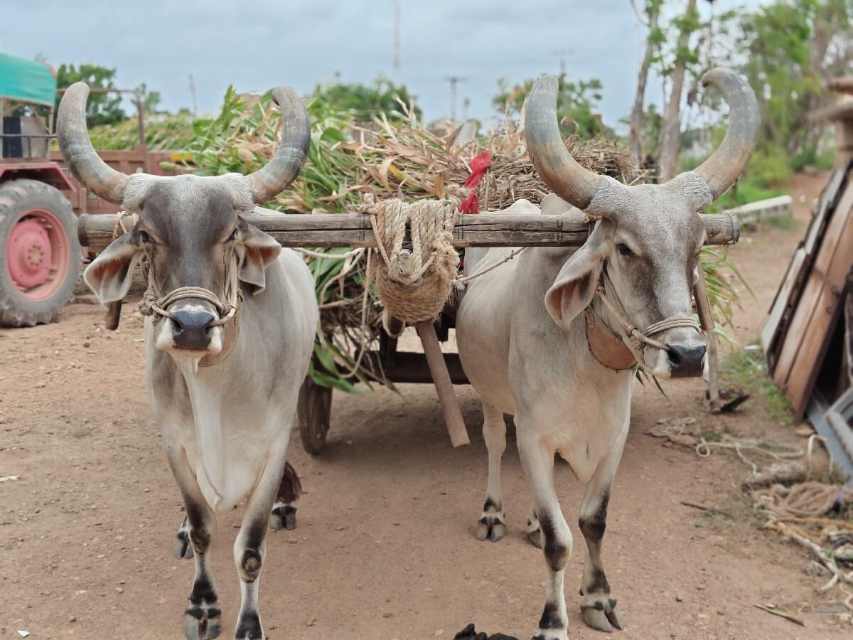 બ‍‍‌ળધ ની જોડ વેચવા ની છે