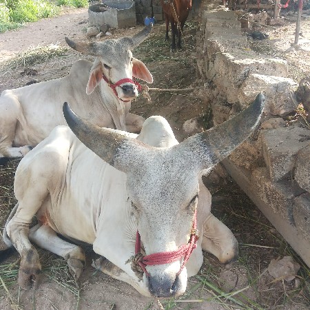 ગોઢલા