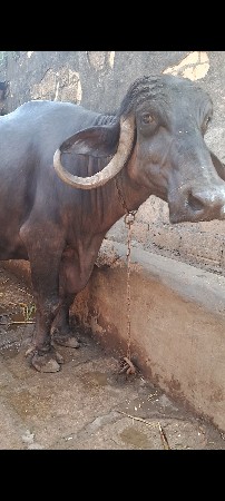 આ ભેશવેશવાની છે