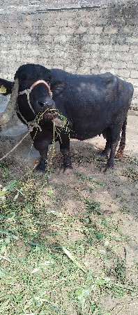 છ મહિના ત્રીજુ વેતર