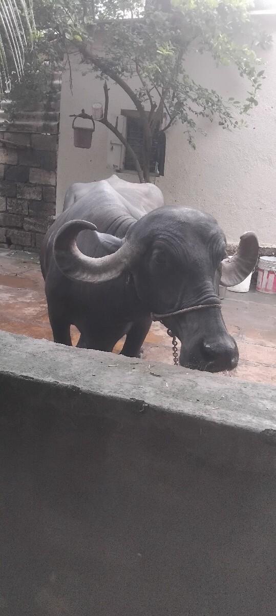 ભેસ વેચવાની છે