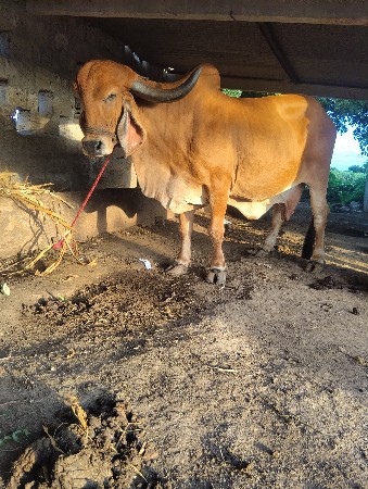 ઓરીજનલ ગીર ગાય વેચવાની છે