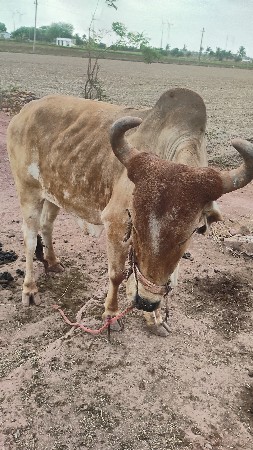 વેચવાના