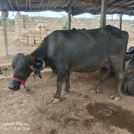 ભેંસ