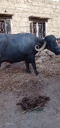 ભેંસ