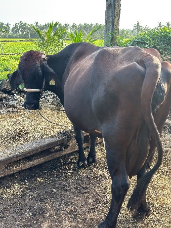 ગાય વેચવાની છે