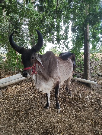 બળદ વેચવા ના છે