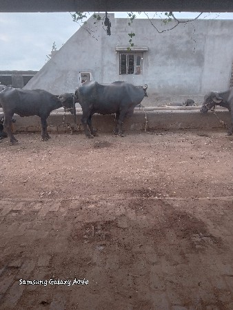 બીજુ વેતર