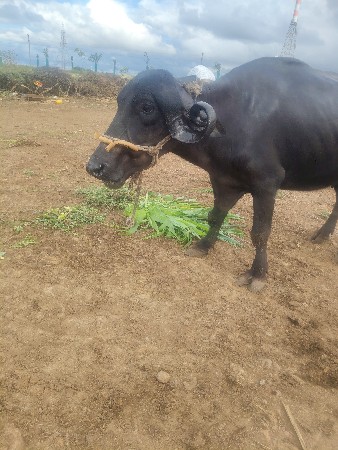 ખળેલી વેચવાની છે