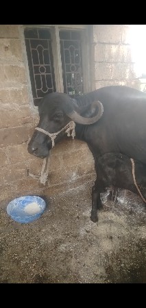 ભેંસ વેચવાની છે