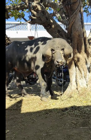 પાડો વેચવાનો છે