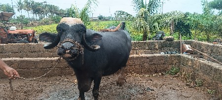 vechvani