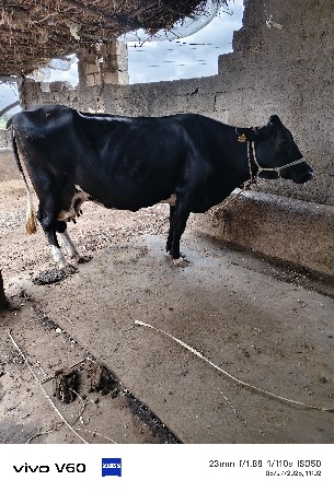 ગાય વેચવાની છે