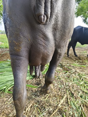 જાફરાબાદી ભેંસ વેચવા ની છે