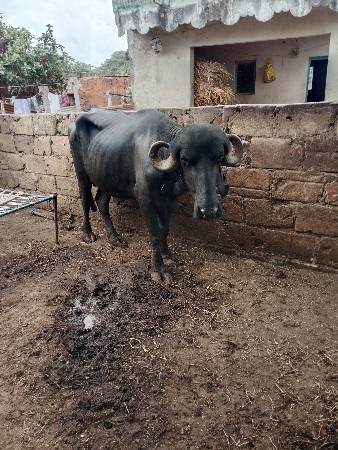 પાડો વેચવાનો છે મારવા ફરવાની જવાબદ