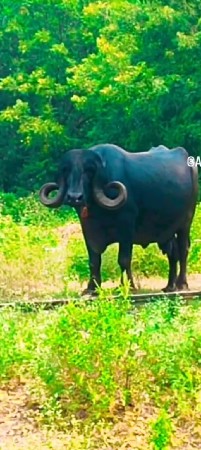 Bhes vechvani se