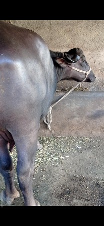 બીજું વેતર