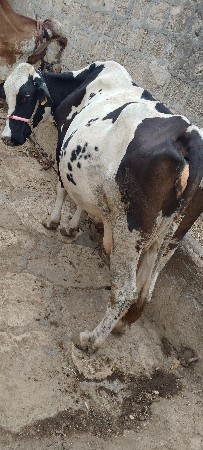 ગા વેશવાની શે ફુલ જવાબ‌ ડારી