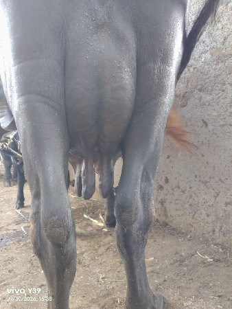 ભેસ