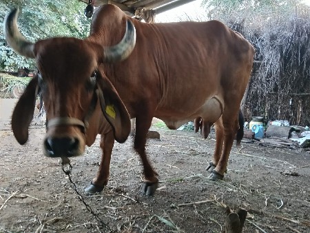 વેચવાની