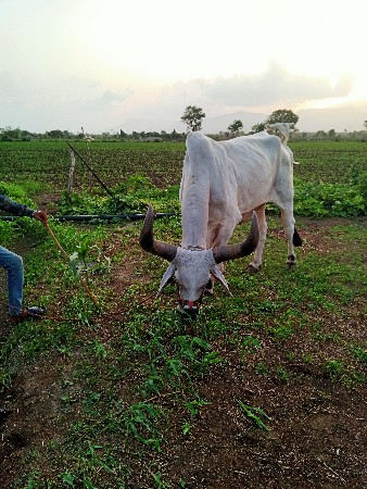 બળદ વેચવાનો છે