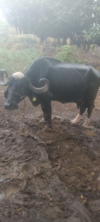 વેણલ હતી ત્યારે દૂધ હતું એટલું 7
