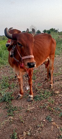 ગાય વેચવાની છે