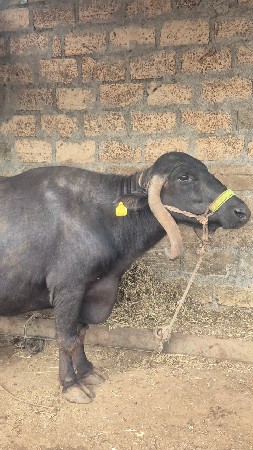 ભેંસ.તિજૃ.વેતર.વયાસે