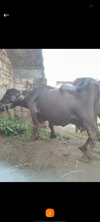 દેવાભાયસિધલ