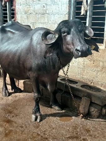 ભેંસ વેચવાની છે