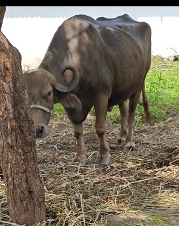 પેલું વેતર વિયાણી પાંચ દિવસ થયા ની