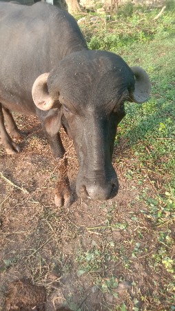 બે દાતે 1 પેલૂ વેતર