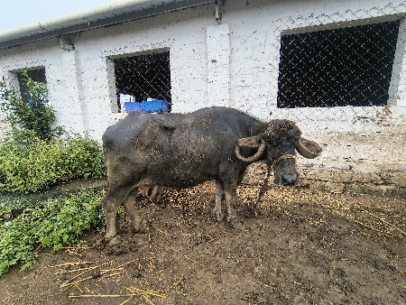 ભેંસ બેસવાની છે.