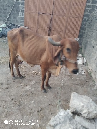 ગાય વેચવા ની છે