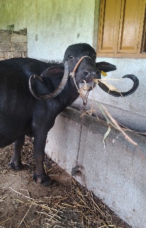ભેંસ વેચવાની છે