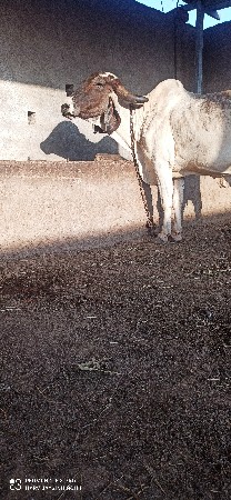 લીલડી