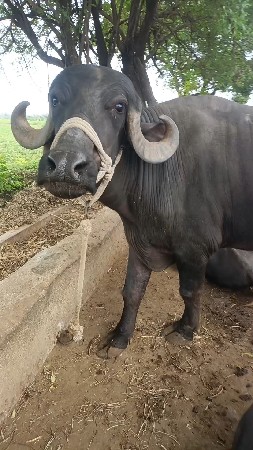 ખડેલી છે