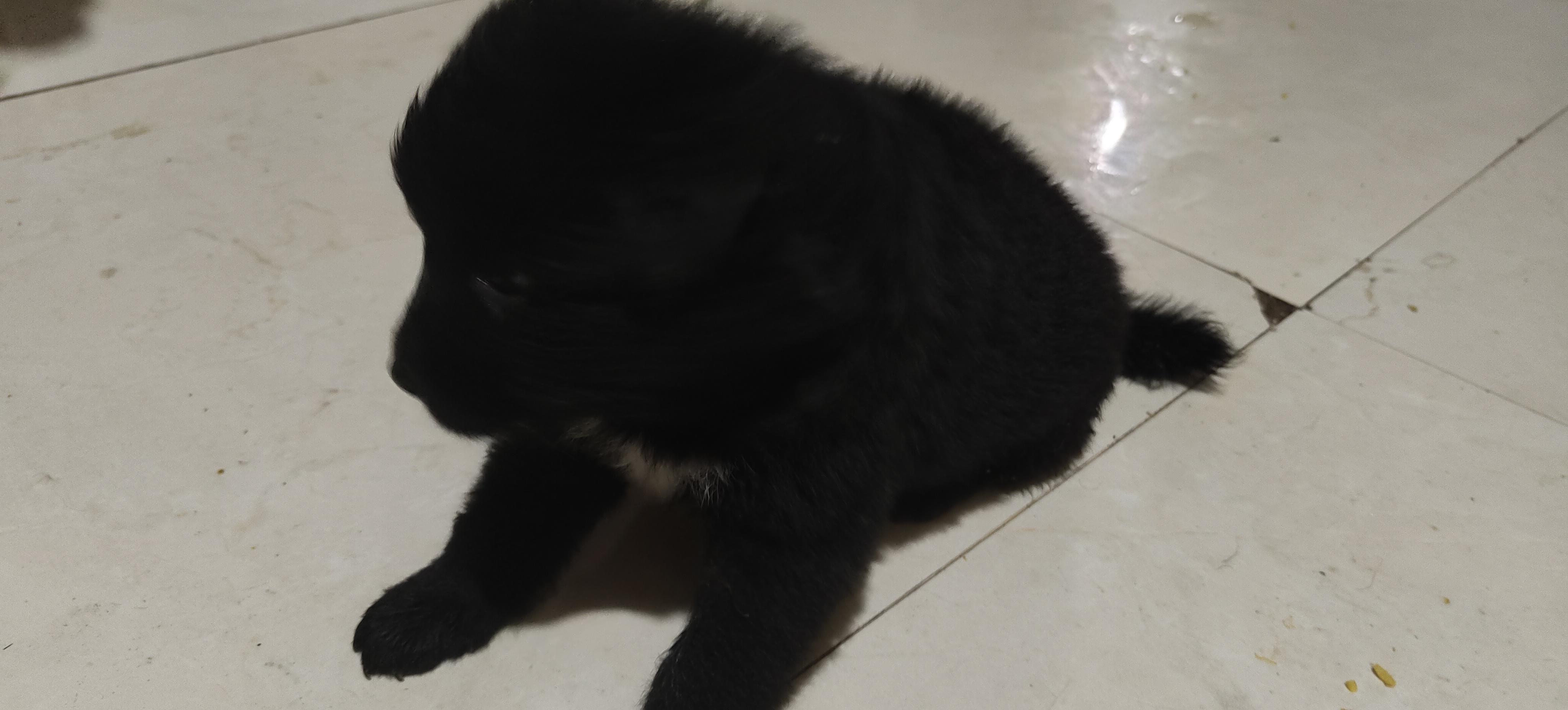 Black Dog puppy