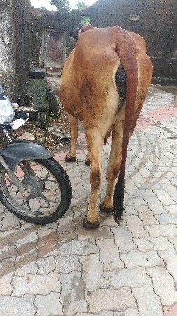 ગીર ગાય વેછવાની સે
