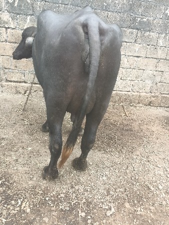 ભેંસ વેચવાની છે