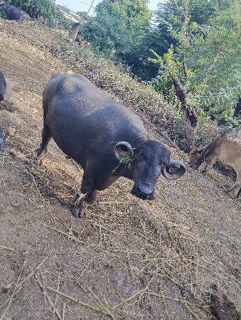 ત્રીજુ વેતર ગાભણ