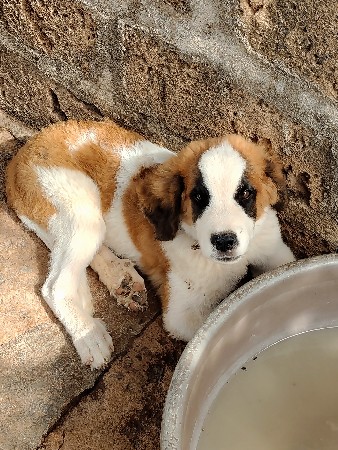 સેનબાનર ફિમેલ