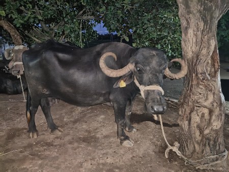 ભેસ વેસવાની છે